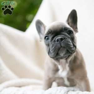 Karis, French Bulldog Puppy